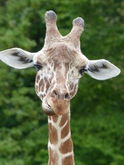 Tête amusante de girafe