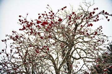 bunches of rowan berries under snow in the winter. Sorbus aucuparia is commonly known as rowan, mountain-ash, quickbeam, or rowan-berry.