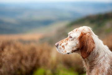 Orange belton english setter profile with copy space