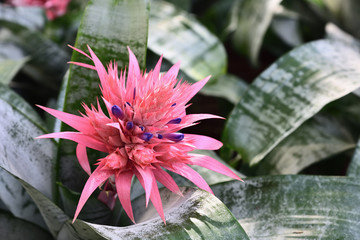 Blushing bromeliad