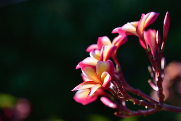 Plumeria flower bouquet in black background