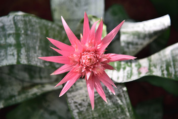 Blushing bromeliad