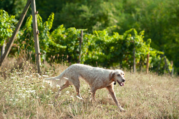 Obraz na płótnie Canvas Orange belton english setter is walking in a Chianti vineyard in Tuscany, Italy