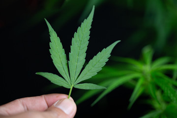 Cannabis leaf. hand holding a marijuana leaf. Background of the theme of legalization and medical hemp in the world.