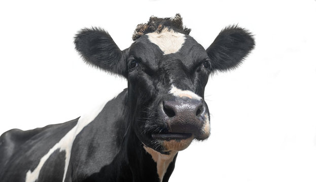 A black and white dairy cow isolated on a white background