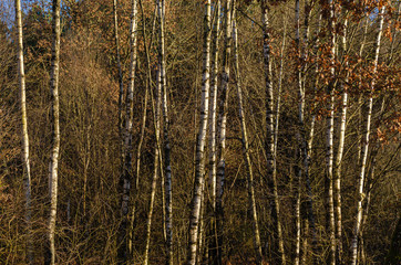 Birch forest in winter, Galicia. Spain.