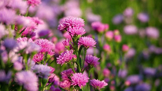 Beautiful and fresh Margaret flowers in field. Close up purple and pink Margaret flowers in natural light. Rain or dew drops on blooming flowers in autumn and winter, Outdoor nature background.