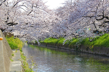 【日本】五条川の桜