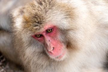close up shot of The monkey Macaque  at Jigokudani Park, Yamanouchi, Nagano, Japan. Famous landmark to see wildlife.