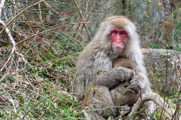 The monkey Macaque mother hug its baby at Jigokudani Park, Yamanouchi, Nagano, Japan. Famous landmark to see wildlife.