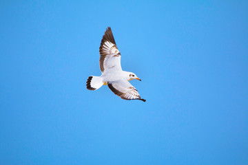Brown Headed Gull, Kalpitiya, Sri Lanka