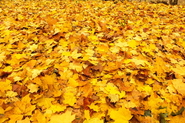 background of yellow leaves