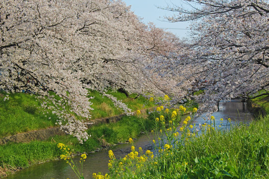【日本】五条川の桜