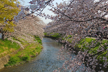 【日本】五条川の桜
