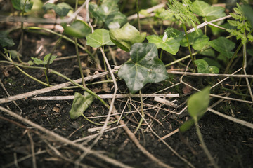 The ground of forrest or wood covered in mud, wood, branches, leaves leafs and other items with a cigarette butt left still burning killing animals that eat or setting fire to the dry wood and plants