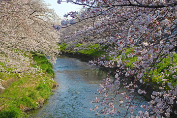【日本】五条川の桜