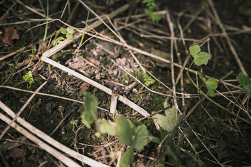 The ground of forrest or wood covered in mud, wood, branches, leaves leafs and other items with a cigarette butt left still burning killing animals that eat or setting fire to the dry wood and plants