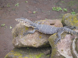 Large lizard lounging on a rock, Bali