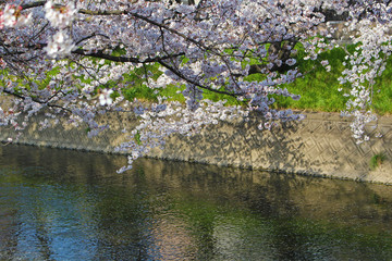 Obraz na płótnie Canvas 【日本】五条川の桜