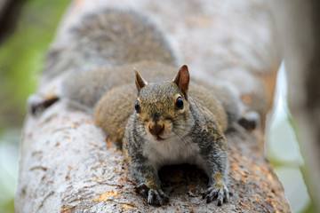 Grauhörnchen in Florida
