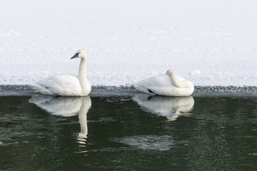 Fototapeta premium Trumpeter Swans on the Yellowstone River