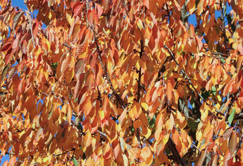 Yellow dried leafs on the cherry tree branches at sunny day.