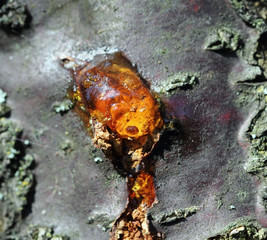 A close up view of yellow shiny cherry resin on cherry tree bark.