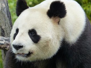 Fototapeta premium portrait de trois-quart d'un panda