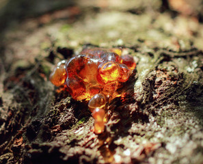 A macro close up view of yellow cherry resin on the cherry tree bark on a sunny day.