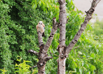 A bird standing on the dry tree  branch with green overgrowth in the background.