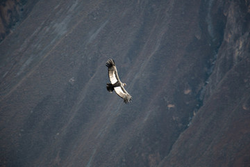 condor flying