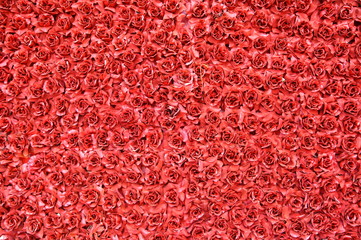 Fototapeta premium many red roses background texture 
