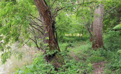 Trees with overgrowth by the riverbank.