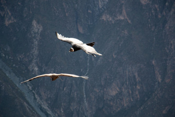 condors flying