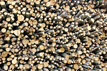 A large stack of thin coppiced tree logs