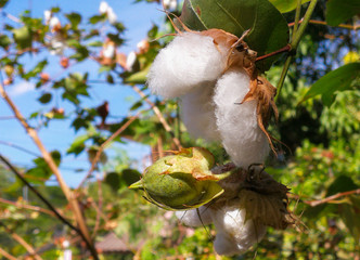 Cotton (scientific name: Gossypium hirsutum) Ripe cotton seed pods on the cotton tree on natural...