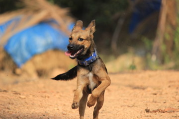 German Shepherd puppy running around