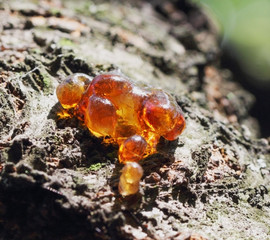 A macro close up view of yellow cherry resin on the cherry tree bark on a sunny day.