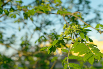 Nature easters background of the young spring leaves.