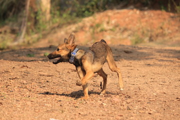 German Shepherd puppy running around