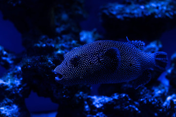 Naklejka na ściany i meble exotic fish swimming under water in aquarium with blue lighting
