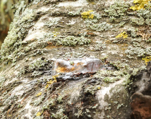 Cherry resin on the cherry tree bark with lichens around.
