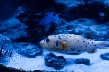 exotic fishes swimming under water in aquarium with blue lighting