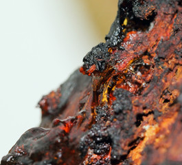A red cherry resin on the cherry tree bark.