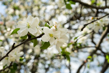 Blossoming flowers on the apple tree. Spring time.