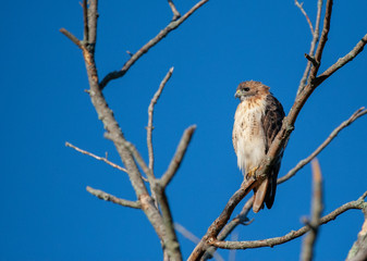 Red Tail Hawk in Tree
