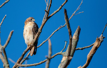 Red Tail Hawk in Tree