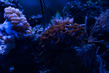 corals under water in aquarium with blue lighting