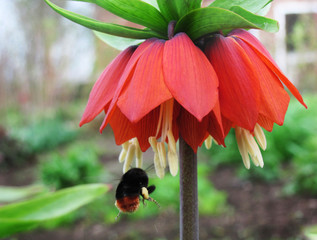 Bumble Bee collecting pollen from red dahlia flower