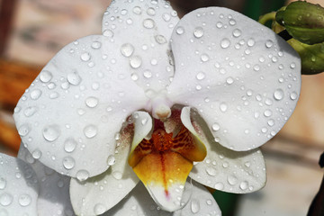 Nachtfalterorchidee